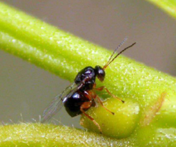 Vespa do castanheiro Dryocosmus kuriphilus